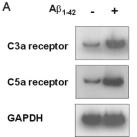 결과 Figure 1. Messenger RNA expression of anaphylatoxin receptor genes. (A) Representative photograph shows RT-PCR products of C3a receptor and C5a receptor mrnas.