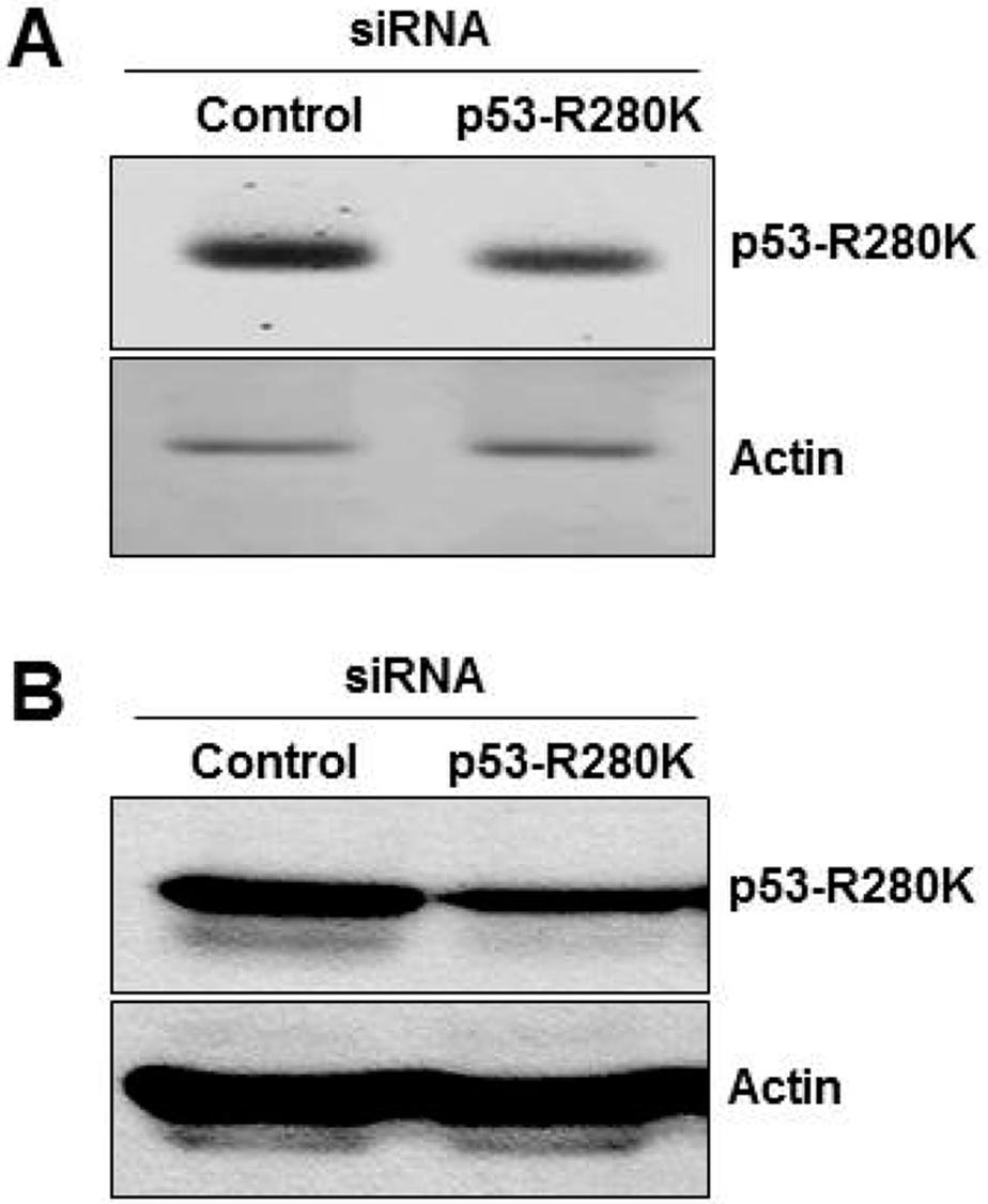 54 Korean Society for Biotechnology and Bioengineering Journal 31(1): 52-57 (2016) 세포의종양부피와생쥐의무게는 30 일동안 5 일간격으로측정하였다. 종양의부피는 (length width 2 )/2 로계산하였다. 2.7. 조직학적분석파라핀처리된조직의절편은 4 μm 두께로잘라주고 hematoxylin 과 eosin (H&E) 으로염색한뒤 Nikon Eclipse 55i 현미경으로분석하였다.