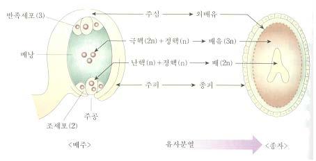 1. 약용작물의번식 (2) 종자의발달과휴면 배 (embryo) 는접합체 (zygote,2n)
