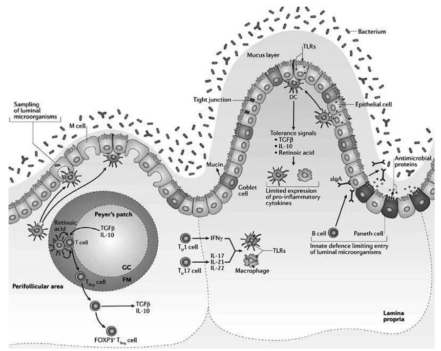 , cytokine (Matusuzaki et al., 1988; Matusuzaki, 1998). polysaccharide (Cross et al., 2001). immunocompetent cell.