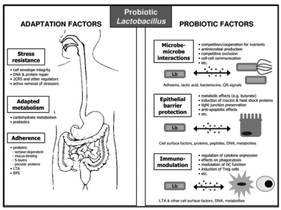 Fig. 5. Mechanistic view of probiotic actions by lactobacilli (Lebeer et. al., 2008) murinus/animalis, L. reuteri 100-23 L.