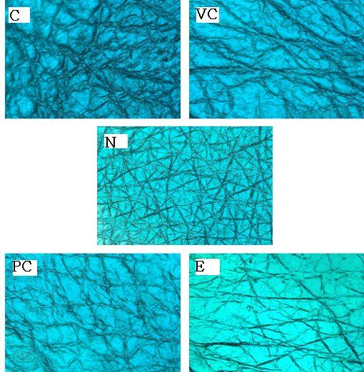 대한피부미용학회지제 7 권제 2 호 129 Figure 1. Comparison of replica images of SKH-1 hairless mice after 4-week experiment to evaluate the inhibitory effect of Gardeniae fructus water extract on skin aging.
