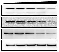 지방세포의분화에미치는 Acacia catechu 추출물의항비만효과 1111 61%, 82% 의유의적인지방축적률의감소를나타내었다 (Fig. 2B). 이결과를통해아선약추출물이 3T3-L1 지방세포에서지방축적억제효과를가지는것이확인되었다.