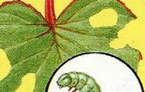 나방유충 (Caterpillar): - 여러가지유형이온실식물에서는발견되나실내식물