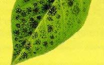 mould): - 진딧물, 깍지벌레, 온실가루이가분비한끈적한분비물위에검은곰팡이가생장 -
