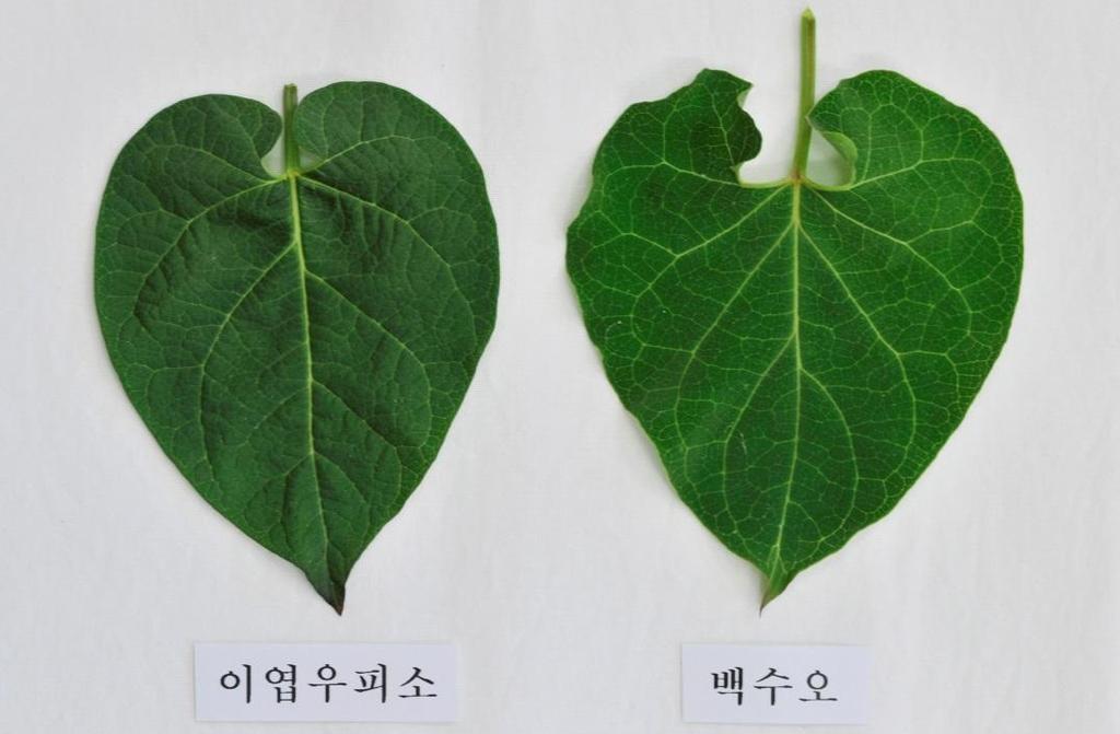 식물형태적구별방법 v 잎 (Leaf)