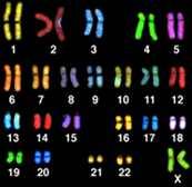 구분세포유전학적방법 DNA 기반방법 RNA 기반방법 분석법 G 밴딩핵형분석 (G banding karyotyping) 특수핵형분석 (Special