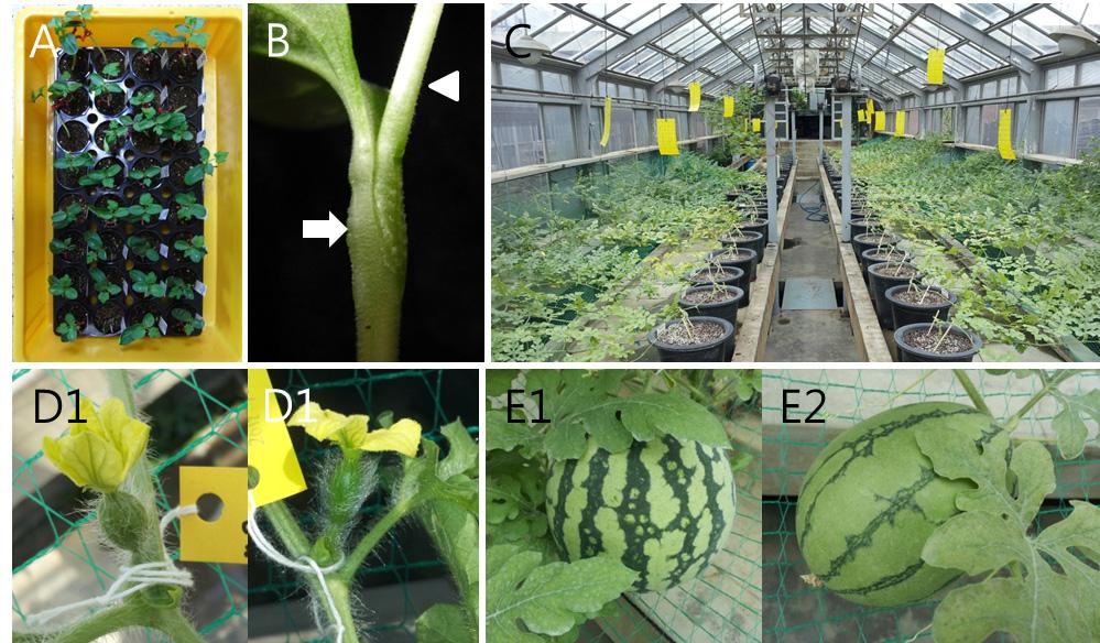 14 J Plant Biotechnol (2015) 42:13 18 the substantial equivalence (Millstone et al. 1999). Two bottle gourd lines expressing Arabidopsis AVP1 were used as rootstocks for watermelon.