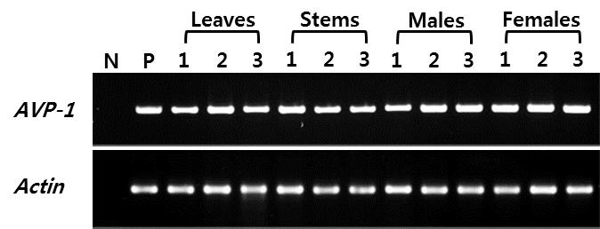 The first strand of cdna was synthesized from 1 μg of total RNA by using the High Capacity cdna Reverse Transcription Kit (Applied Biosystems, USA) according to the manufacturer s instructions.