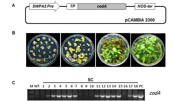 J Plant Biotechnol (2015) 42:19 24 21 DNA 를 coda 유전자특이적프라이머 (Forward: GCTGC- TGGAATCGGGCTA, Reverse: TGGGCTTATCGCGGAAGT) 를사용하여 genomic PCR 을수행하였다.