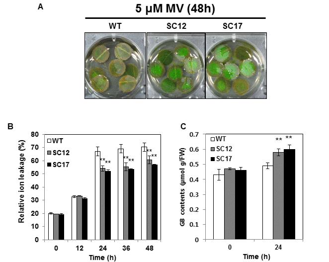 5 μm MV 를식물체에처리한후 real-time PCR 을이용하여 coda 유전자의발현을확인하였을때, 13 개의선별된형질전환체중 SC12, SC17 식물체유전자의발현이가장높았으며두형질전환체는대조구에비하여잎의거치가발달되어있었다 (Fig. 2B).