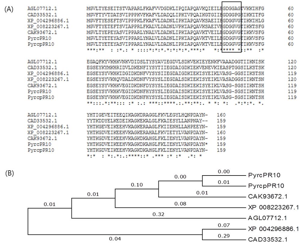 J Plant Biotechnol (2015) 42:25 33 29 이발견되며 PR-10 단백질의 RNase 활성에관여하는것으로보고되어있다 (Bantignies et al. 2000).