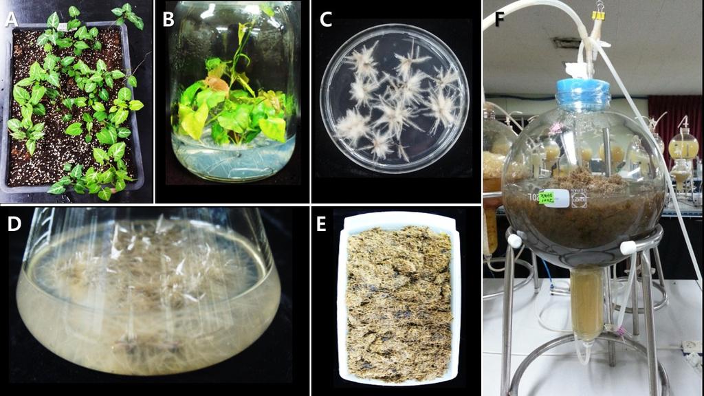 J Plant Biotechnol (2015) 42:34 42 41 Fig. 9 Adventitious root culture of P. multiflorum. A. Mother plants in greenhouse, B. In vitro grown plantlets. C. Adventitious root culture on petri-dish, D.