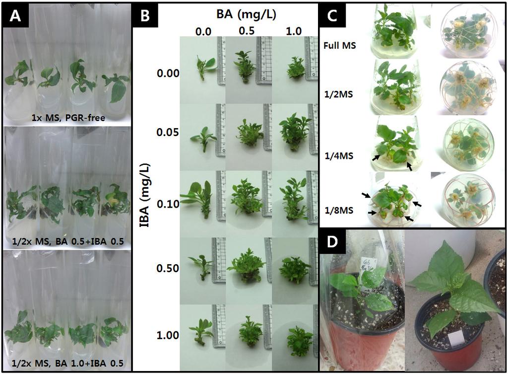 52 J Plant Biotechnol (2015) 42:49 54 Fig. 1 A process of micropropagation from shoot tips to acclimatized plants ex vitro for production of rootstock Gisela 5.