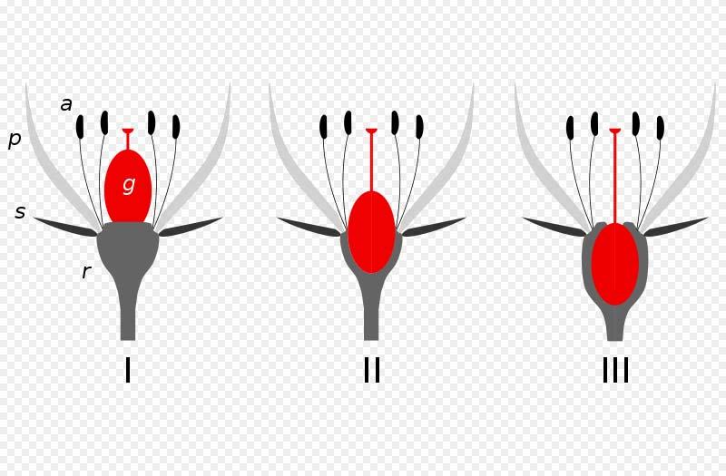Ovary position ( 자방의위치 ) 자방상위 superior ovary 자방하생 hypogynous 자방중위