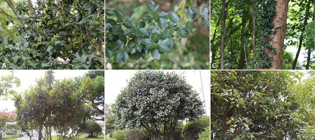 함동호 외. 한반도 난온대 지역 전남대학교 내 한약자원 및 상록활엽 식물 Table 2. The list of evergreen broad leaved plants in Chonnam national university.