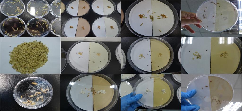 그림 3. 화랑곡나방 유충에 대한 후보 추출물의 기피효과 시험준비 화랑곡나방 유충 먹이 0.
