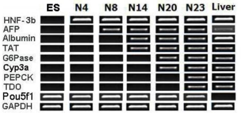 Talens-Visconti (cytochrome), hepatocyte nuclear factor 4 alpha (HNF-4a) RT-PCR 8).,,, 9),10)) ( 2)., 11),12).,. A. NDESM 배양 조건 B. HIM 배양 조건 그림 마우스 배아줄기세포로부터 간세포로의 분화과정 중 분화 지표의 발현 양상의 예 [ 2.