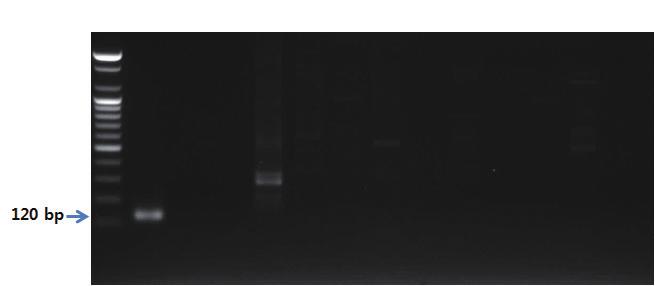 - 유전자분석법활용 - 4. 3. PCR 반응결과 S 1 2 3 4 5 6 7 8 9 10 11 12 그림 73. 땅콩프라이머를이용한 PCR 결과.
