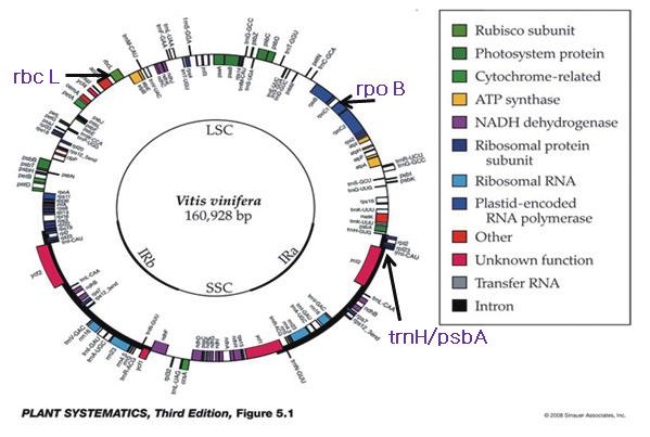 - 유전자분석법활용 - 그림 126. 동물세포에존재하는미토콘드리아유전자의구조 출처 en.wikipedia.