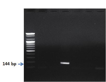 - 유전자분석법활용 - S 1 2 3 4 5 6 그림 3. 양프라이머를이용한 PCR 결과.