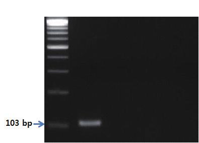 - 유전자분석법활용 - S 1 2 3 4 그림 14. 거위프라이머를이용한 PCR 결과.