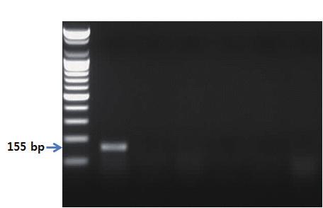 - 유전자분석법활용 - S 1 2 3 4 5 6 그림 23. 미꾸라지프라이머를이용한 PCR 결과.