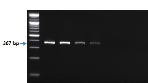 Ⅱ. 종특이프라이머를이용한유전자증폭 PCR 6. 3. PCR 반응결과 제 2 장 S 1 2 3 4 5 6 7 그림 50. 다랑어류프라이머를이용한 PCR 결과.