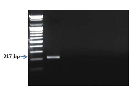 Ⅱ. 종특이프라이머를이용한유전자증폭 PCR 제 2 장 S 1 2 3 4 5 6 그림 62. 주꾸미프라이머를이용한 PCR 결과.