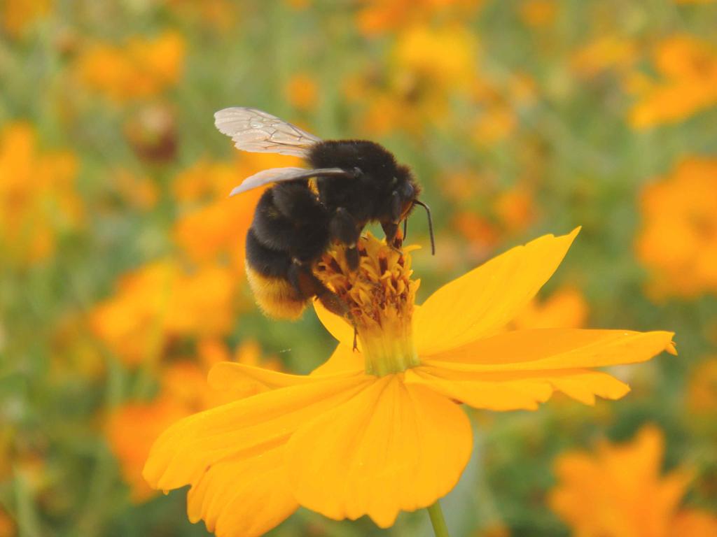 원주민들이 꿀과 프로폴리스를 얻기 위해 키우던 종 - 일본에서는 딸기의 시설재배지에서 뒤영벌을 대신할 목적으로 연구 중이며 꿀 등의 추가적인