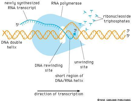 RNA 합성 - S 도입 (topoisomerase 가 - supercoil 제거