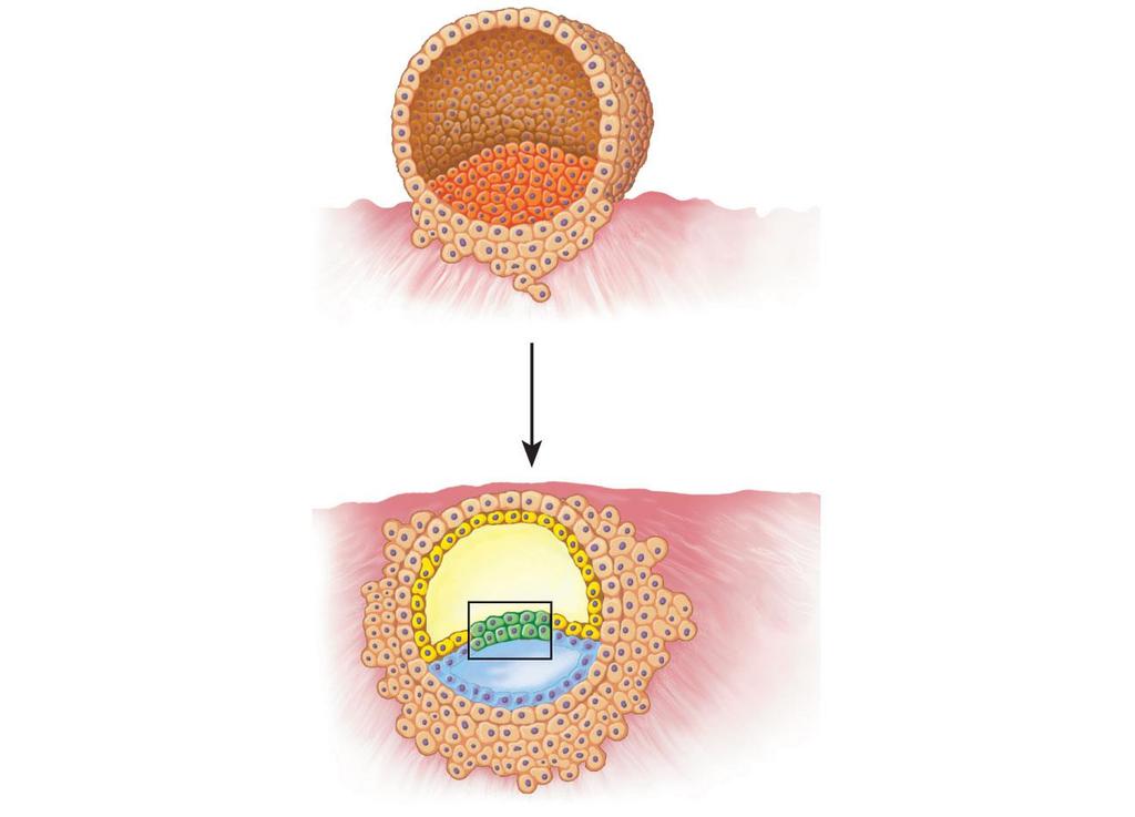 outer cell layer (future chorion) cavity inner cell mass endometrium (uterine lining) (a) Early blastocyst yolk sac