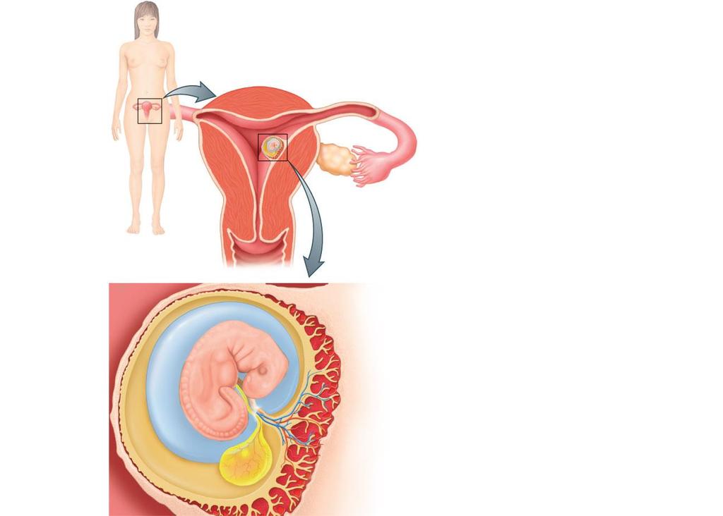 location of the developing embryo in the uterus chorion embryo placenta chorionic villi body
