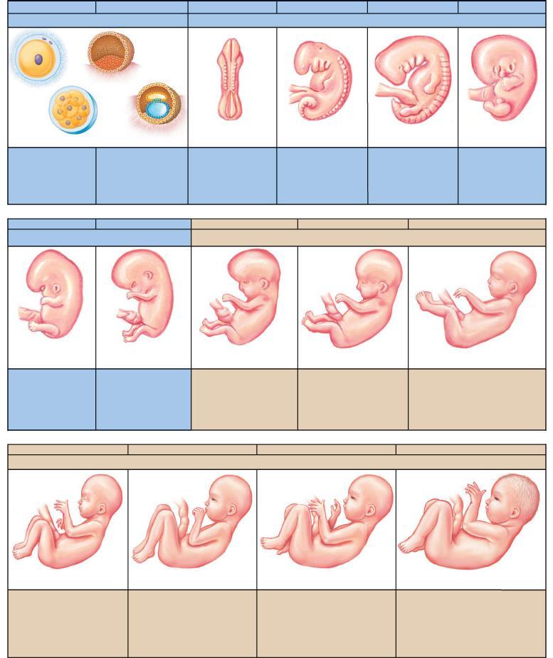week 1 week 2 week 3 week 4 week 5 week 6 zygote to late blastocyst embryo zygote blastocyst morula late blastocyst 0.06 0.1 inch (1.5 2.5 mm) 0.12 0.20 inch (3 5 mm) 0.28 0.35 inch (7 9 mm) 0.32 0.