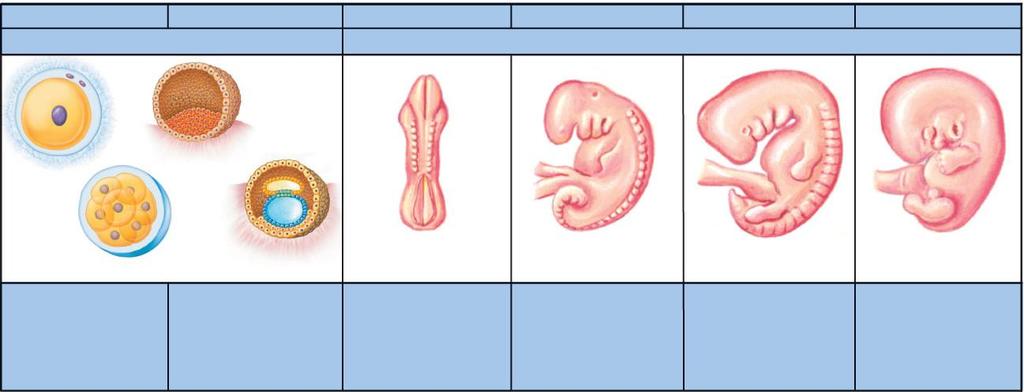 Step 6 week 1 week 2 week 3 week 4 week 5 week 6 zygote to late blastocyst embryo zygote blastocyst morula late blastocyst 0.06 0.1 inch (1.5 2.5 mm) 0.12 0.20 inch (3 5 mm) 0.28 0.35 inch (7 9 mm) 0.