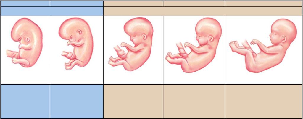 Step 11 week 7 week 8 week 10 week 12 week 16 embryo fetus 0.67 0.79 inch (1.7 2.0 cm) 0.90 1.10 inches (2.3 2.8 cm) 1.25 1.75 inches (3.2 4.4 cm) 2 3 inches (5 7.6 cm) 4 5 inches (10.2 12.