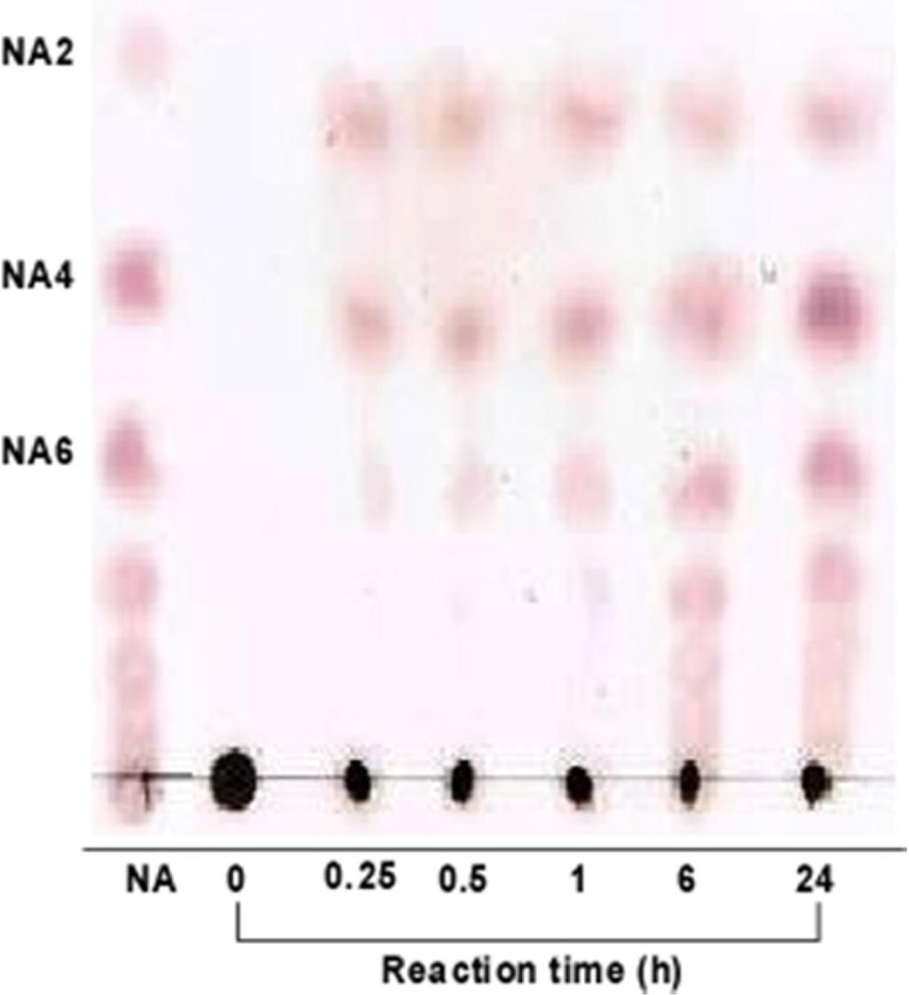 The molecular masses of the enzymes were 85 kda and 110 kda. (protein mass marker; lane M, cell free extract of agarase; lane C, zymogram analysis of agarase; lane Z). 약산성과약염기성사이의비교적넓은범위에서높은활성을보였다.