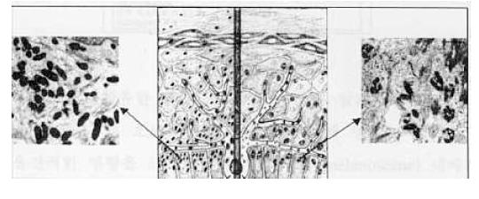내에서생성되어세포외로방출되는멜라노좀 (melanosome) 이라고불리는특수한형태의갈색세포내소기관의수와분포에관련되어있다. 멜라닌색소는멜라닌세포와그주위를둘러싸고있는다수의말피기세포 (Malpighian cells ; 주로 keratinocyte) 로구성된표피멜라닌단위에서생성된다. Fig.