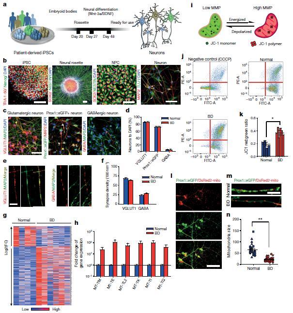 1. 양극성장애질환세포모델개발 Hippocampal DG granule cell-like neurons derived from patients with BD show gene expression and mitochondrial abnormalities a, Schematic: generation of DG-like neurons from BD ipscs