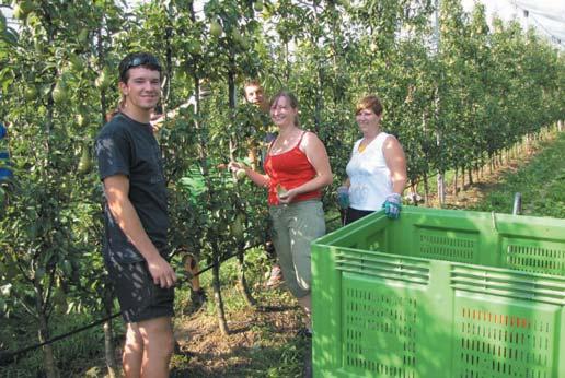 AKTUALNO INTERVJU Koliko sadnih nasadov in koliko sadjarjev sploh premore Slovenija? Govorimo o blizu 7 tisoč hektarih intenzivnih nasadov sadja in o tisoč sadjarjih.