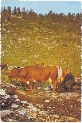 S cikasto pasmo se intenzivno ukvarja Društvo za ohranjanje cikastega goveda, ki je bilo ustanov - ljeno 17. oktobra 2010, da bi skr - belo za oživitev, ohranitev in obnavljanje cikastega goveda.