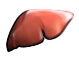 인슐린저항성과이상지질혈증 Fat Cells Liver FFA CE IR X TG Apo B VLDL CE VLDL