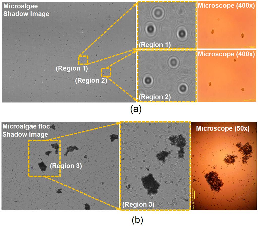 344 서동민 오상우 동단단 이재우 서성규 Fig. 3. Whole frame LSIT image for microalgae and magnified regions-of-interest with matching standard optical micrographs.