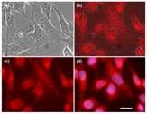 3 Belyanskaya L et al. Effects of carbon nanotubes on primary neurons and glial cells. NeuroToxicology 30 (2009) 702 711. 4 Dong L et al.