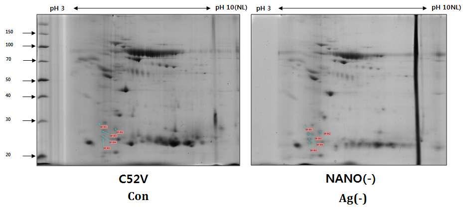 Control 를대조군으로 Nano(-) 에서감소한단백질점의 2D gel 상의프로파일 Control Nano(-) Control 를대조로 Nano(-) 2D gel 에서분자량이작은단백질점의양이감소한새로운스팟이관찰 되었다. 3.6.