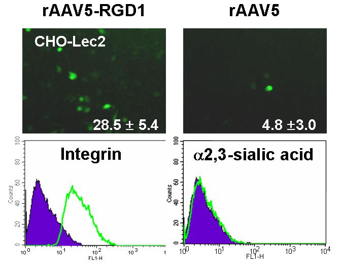 ( 그림 9) Sialic acid-independency of ra A V5-RGD 즉이러한결과들은 retargeting raav5의경우, parental type 바이러스와는달리, 바이러스의표면에신규삽입된펩타이드에상응하는세포수용체의존적인유전자발현특이성을유도함을다시한번확인할수있었음.
