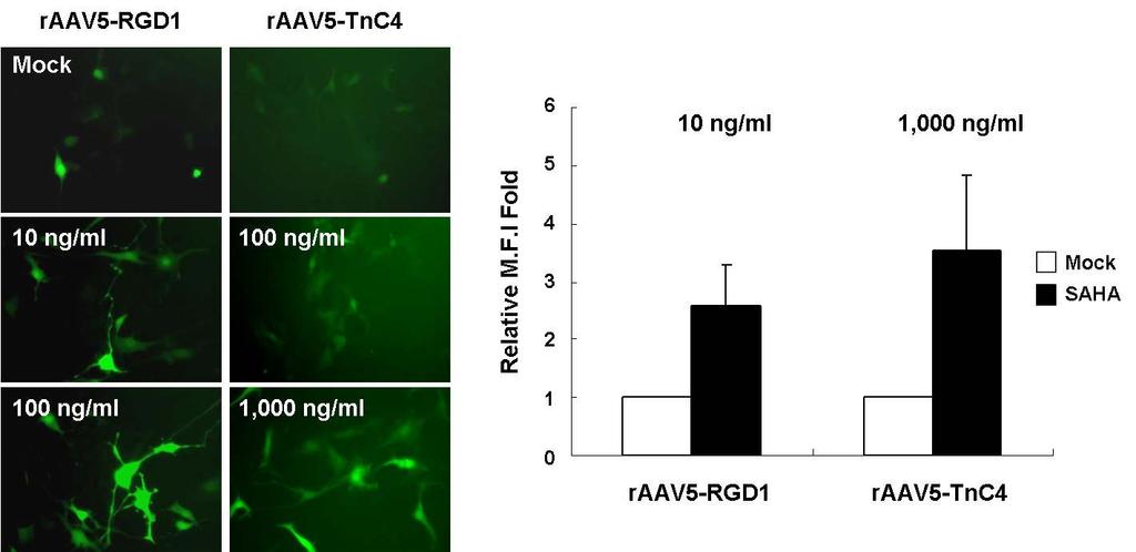 ( 그림 10) Enhanced gene transfer by raav5 in the presence of SAHA 9.