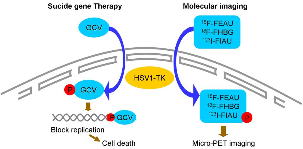 ( 그림 12) HSV-TK in cancer gene therapy & non-invasive imaging by micro-pet 본연구에서는기존에암유전자치료의치료 /