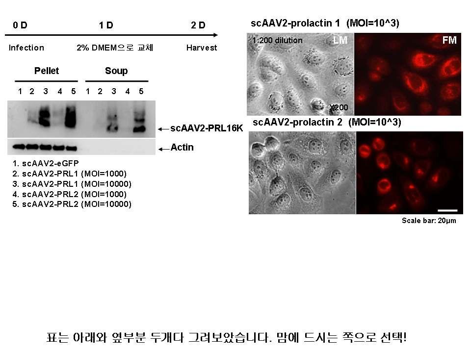 14. ra A V-PLR 바이러스 (sca A V 형 ) 의생산및특성분석우선 raav-prl 바이러스즉 scaav2-prl 및대조군바이러스 (GFP 발현 ) 를생산하였음. 바이러스는대조군 raav-gfp와유사한정도의역가로 (TP) 로생산가능하였음 (data not shown). 즉 PRL유전자발현이바이러스생산능에는영향을주지않음을확인하였음.