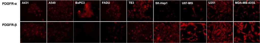 ( 그림 28) Multiple mutant raav5 바이러스의유전자전달효능확인 (TE, MFI) 17. EGFR, PDGFR 수용체의암세포주발현정도분석 Tyr/Lys 유전변이형이암세포특이적으로개선된유전자전달효능을보이게되는생물학적인근거는이들종양세포에서 EGFR, PDGFR 수용체와같은막단백질이상대적으로과발현되어있기때문이라는가정이있기때문임.